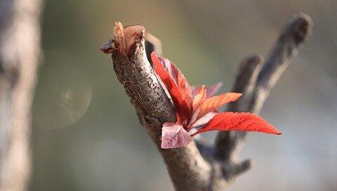 The meaning and symbol of Freshly sapling in dream