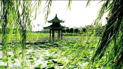 The meaning and symbol of Willow branches swaying in the wind in dream