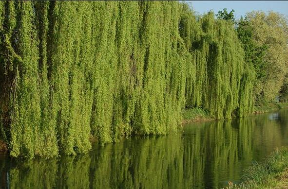 The meaning and symbol of Weeping willow by the water in dream