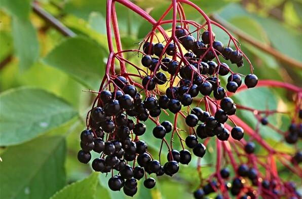 The meaning and symbol of Elderberry in dream