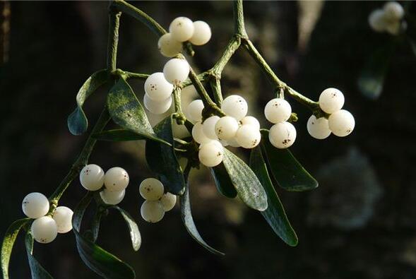 The meaning and symbol of Mistletoe in dream