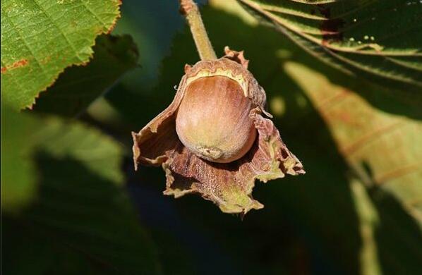 The meaning and symbol of Hazel in dream