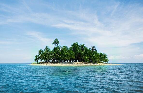 The meaning and symbol of Palm tree in dream