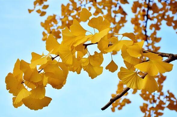 The meaning and symbol of ginkgo in dream
