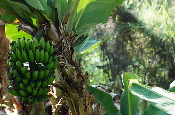 The meaning and symbol of Banana tree in dream