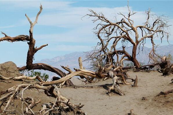 The meaning and symbol of Dead tree stump in dream