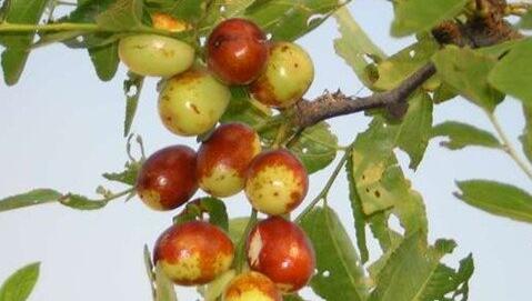 The meaning and symbol of Jujube trees in dream