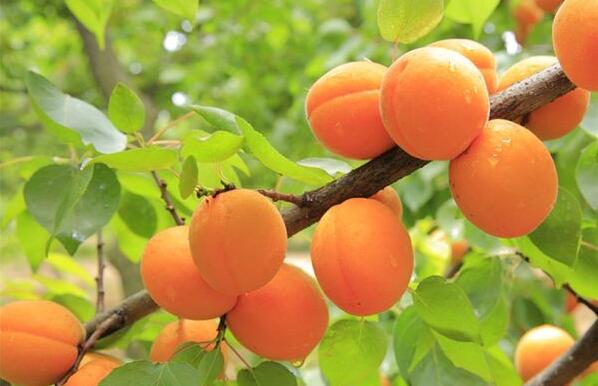 The meaning and symbol of apricot in dream