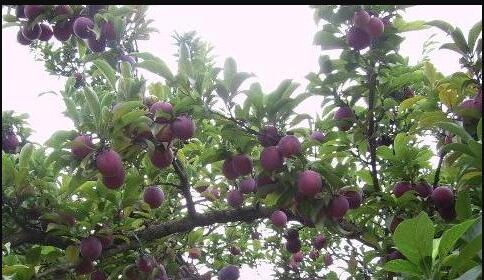 The meaning and symbol of Plum tree in dream