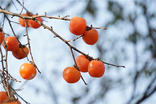 The meaning and symbol of Persimmon tree in dream