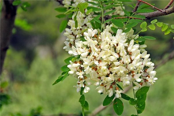 The meaning and symbol of Sophora in dream