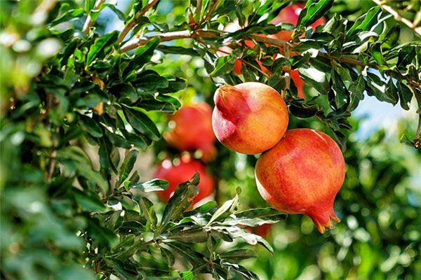 The meaning and symbol of Pomegranate tree in dream