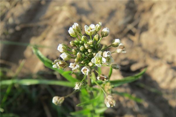 The meaning and symbol of Amaranth in dream