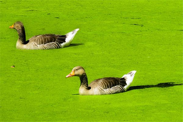 The meaning and symbol of duckweed in dream