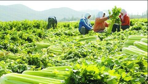 The meaning and symbol of Celery in dream