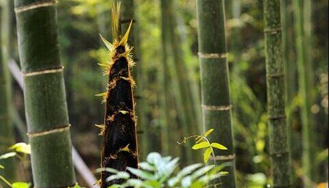 The meaning and symbol of Bamboo shoots in dream