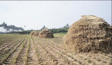 The meaning and symbol of straw in dream