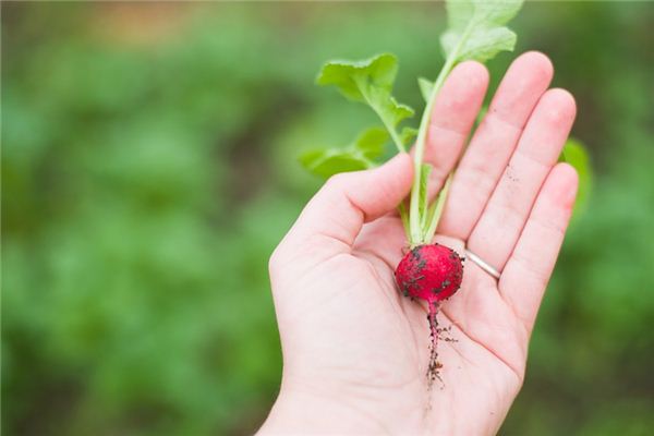 The meaning and symbol of radish in dream