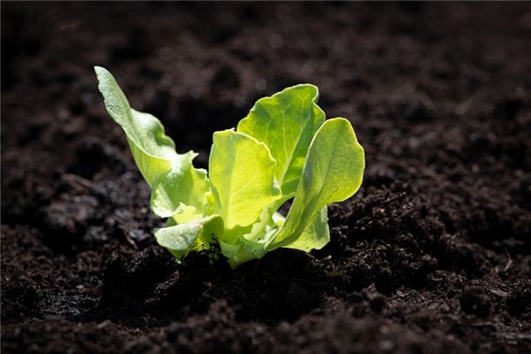 The meaning and symbol of lettuce in dream