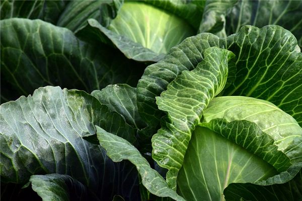The meaning and symbol of Chinese cabbage in dream