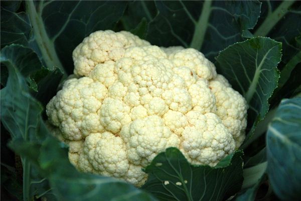 The meaning and symbol of cauliflower in dream