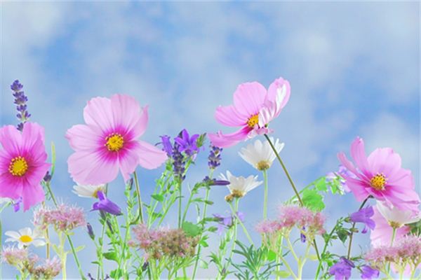 The meaning and symbol of Various flowers in dream