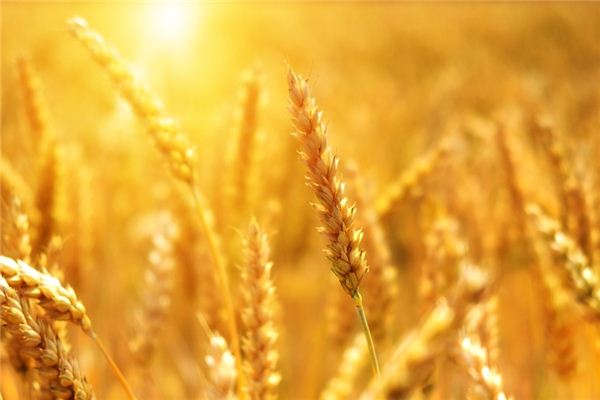 The meaning and symbol of wheat in dream