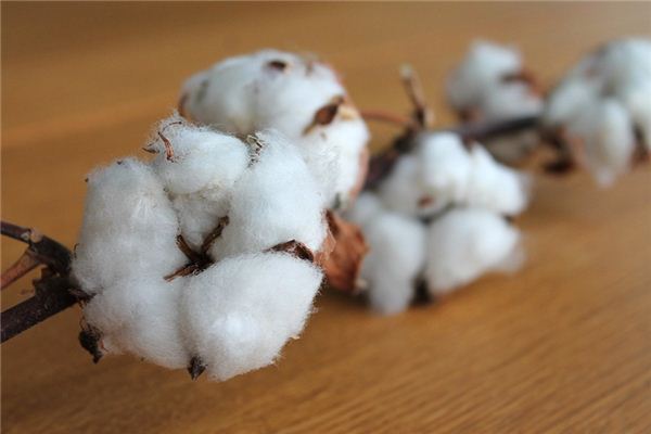 The meaning and symbol of cotton in dream