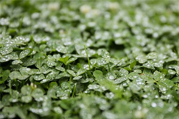 The meaning and symbol of Alfalfa in dream