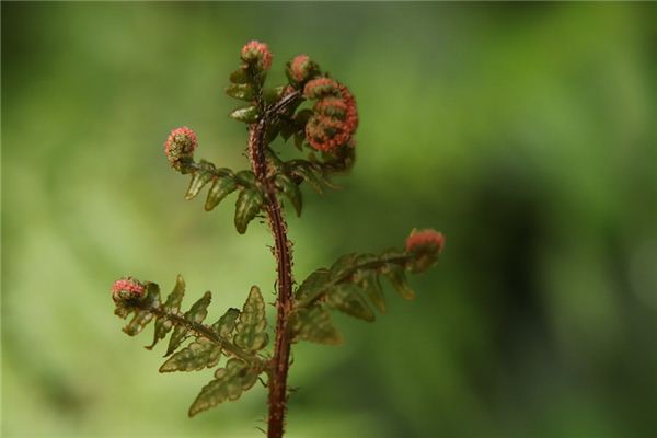 The meaning and symbol of Ferns in dream