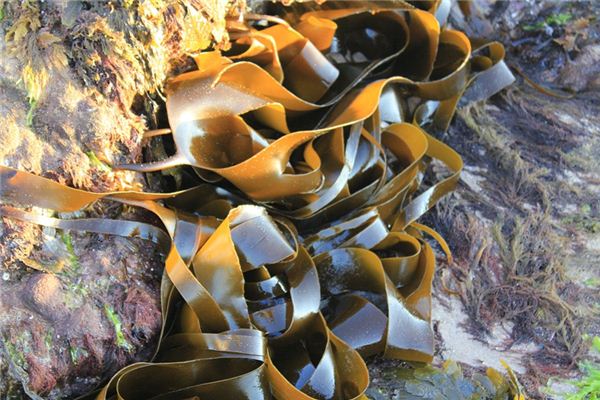 The meaning and symbol of kelp in dream