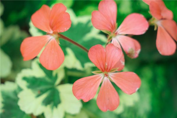 The meaning and symbol of Red leaf in dream