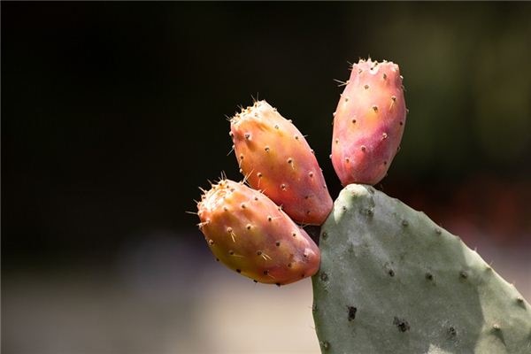 The meaning and symbol of cactus in dream