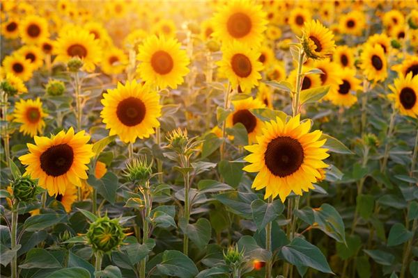The meaning and symbol of sunflower in dream