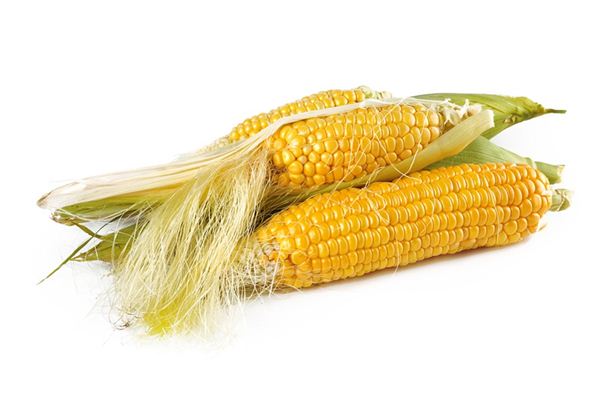 The meaning and symbol of corn in dream