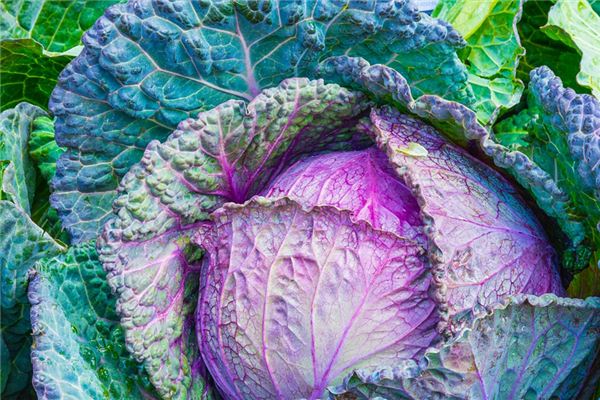 The meaning and symbol of cabbage in dream