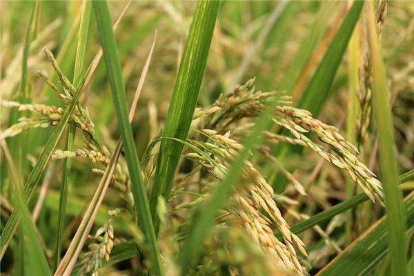 The meaning and symbol of Rice heap in dream