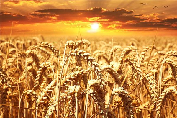 The meaning and symbol of wheat in dream