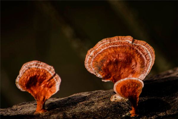 The meaning and symbol of Ganoderma in dream
