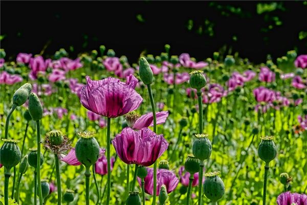 The meaning and symbol of poppy in dream