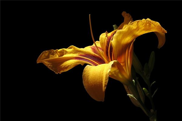 The meaning and symbol of Daylily in dream