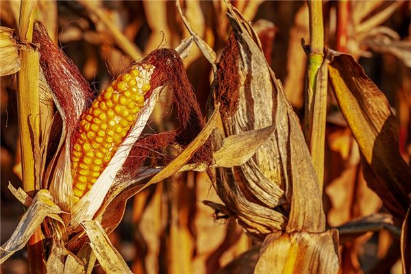 The meaning and symbol of Harvest corn in dream