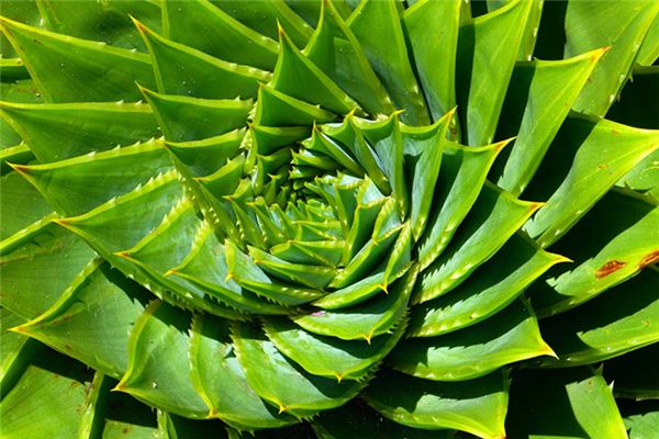 The meaning and symbol of Aloe Vera flowering in dream