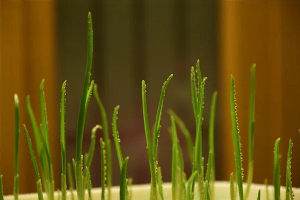 The meaning and symbol of Garlic sprouts in dream