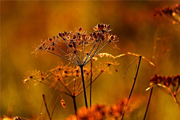 The meaning and symbol of seed in dream