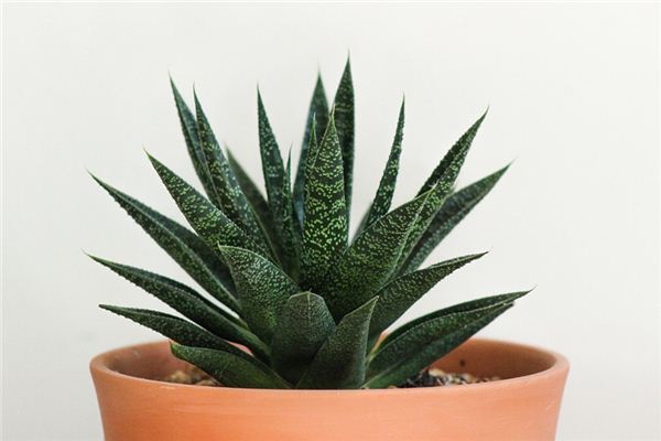 The meaning and symbol of Aloe in dream
