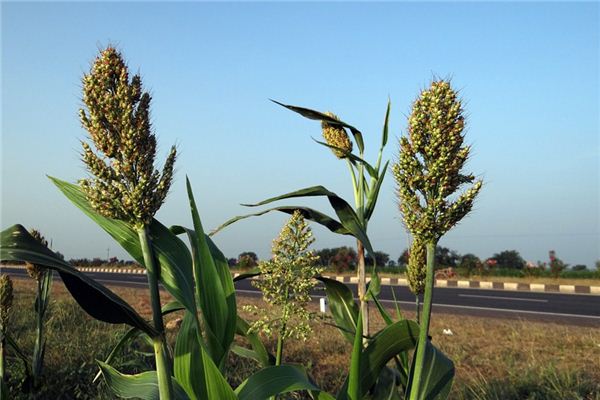 The meaning and symbol of Sorghum in dream