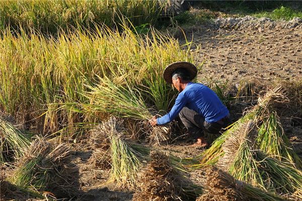 The meaning and symbol of Rice harvest in dream