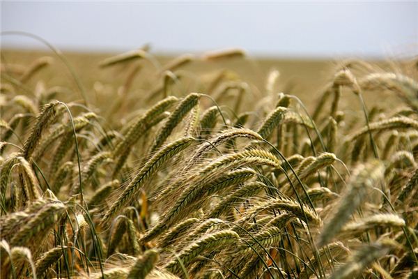 The meaning and symbol of Corn field in dream