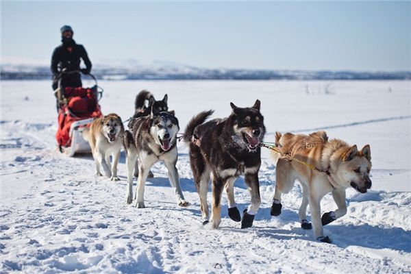 The meaning and symbol of sled in dream